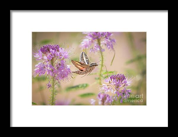 Moth Framed Print featuring the photograph Busy Hummingbird Moth by Lisa Manifold