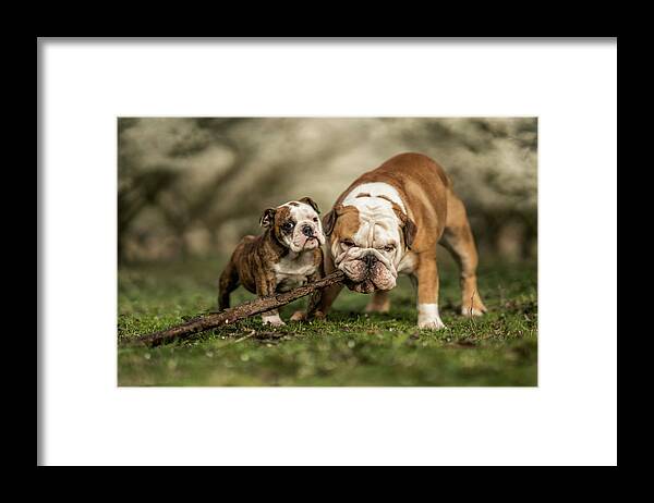 Dog Framed Print featuring the photograph Busy With A Stick by Gert Van Den
