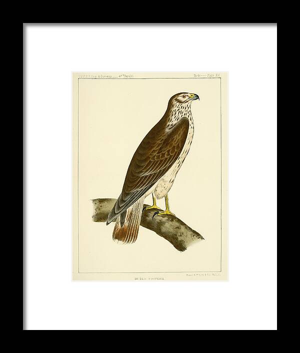 Birds Framed Print featuring the mixed media Buteo cooperi by Bowen and Co lith and col Phila