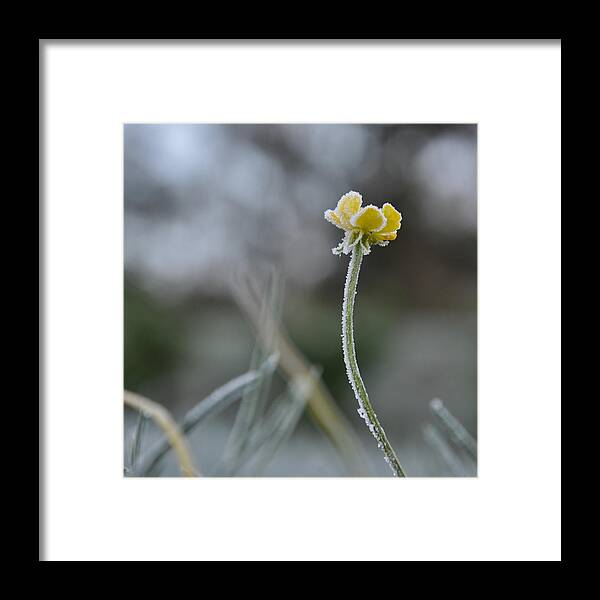 Snow Framed Print featuring the photograph Buttercup by Déco'style Balexia87