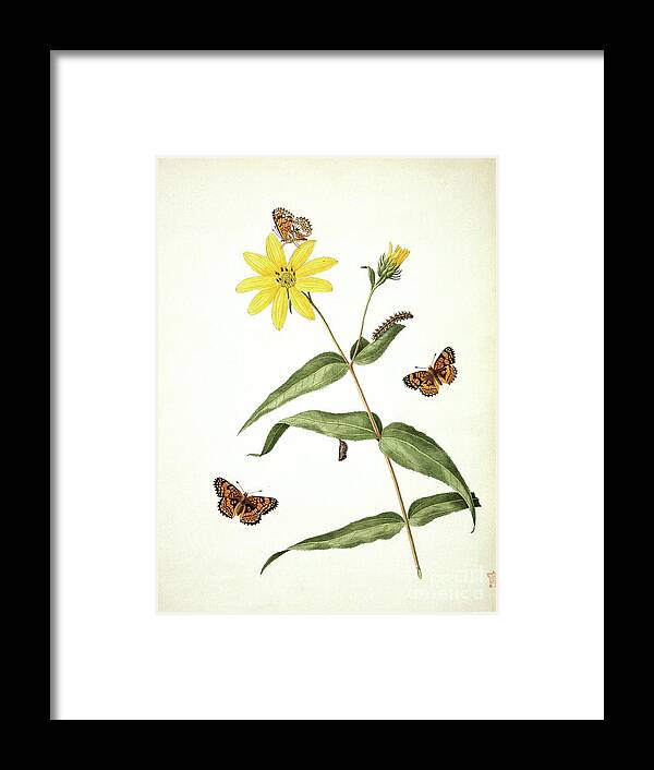 John Abbot Framed Print featuring the photograph Butterflies And Sunflower by Natural History Museum, London/science Photo Library