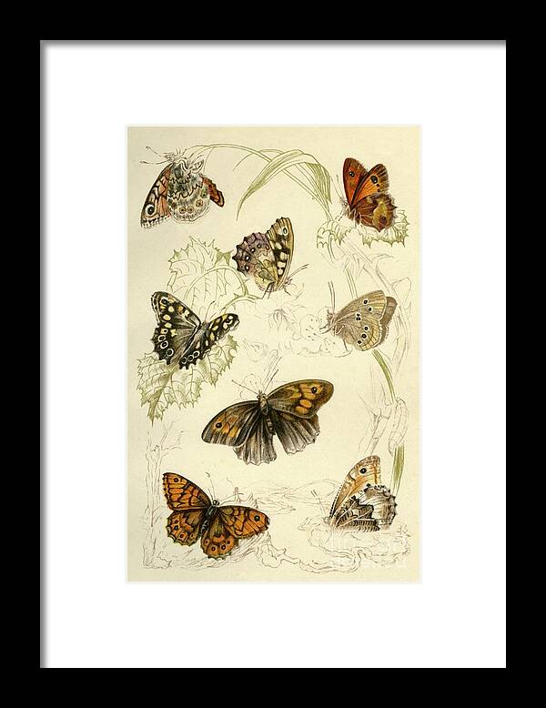 Engraving Framed Print featuring the drawing Butterflies by Print Collector