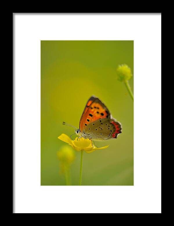 Insect Framed Print featuring the photograph Butterfly And Japanese Buttercup by Myu-myu