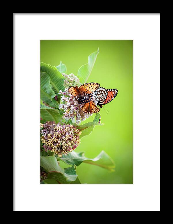Chase County Framed Print featuring the photograph Butterfly Buffet II by Jeff Phillippi