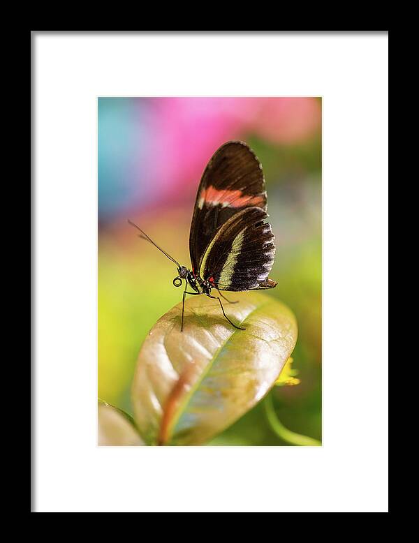 Butterfly Framed Print featuring the photograph Butterfly by John Randazzo