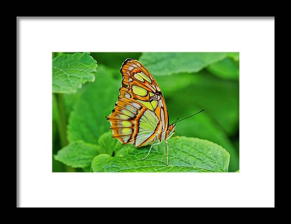 Macro Photography Framed Print featuring the photograph Butterfly Leaf by Meta Gatschenberger