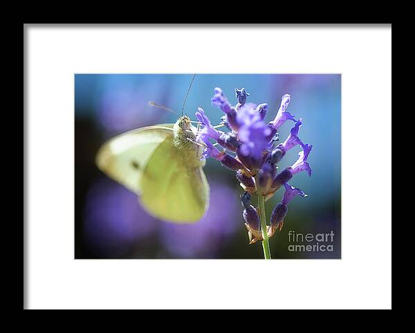 Macro Framed Print featuring the photograph Butterfly by Mariusz Talarek