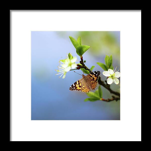 Flowerbed Framed Print featuring the photograph Butterfly On Flowering Tree Branch by O-che