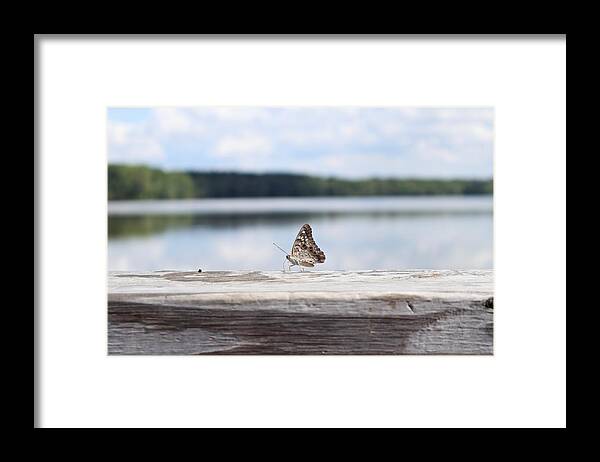 Outside Framed Print featuring the photograph Butterfly on Railing by Steven Gordon