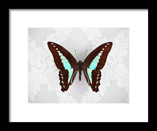 One Animal Framed Print featuring the photograph Butterfly On Wallpaper Background by William Andrew