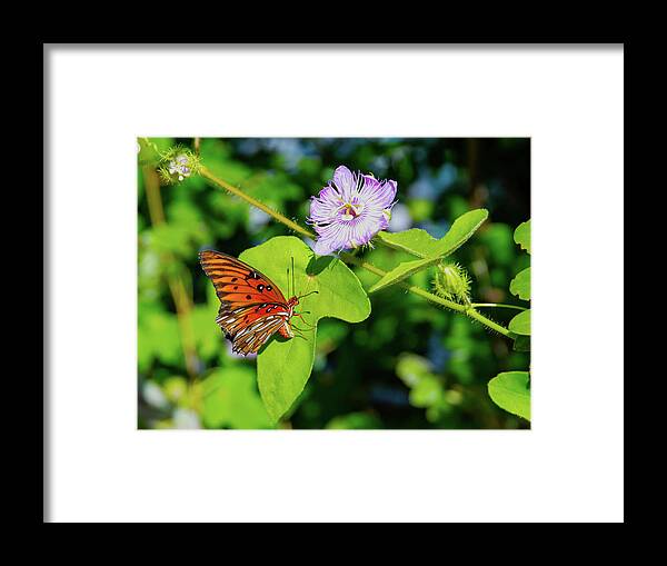 Butterfly - Passion Flower Framed Print featuring the photograph Butterfly - Passion Flower by Robert Michaud