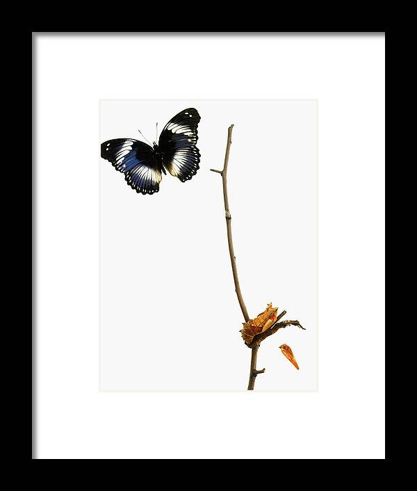 White Background Framed Print featuring the photograph Butterfly Transformation by David Arky