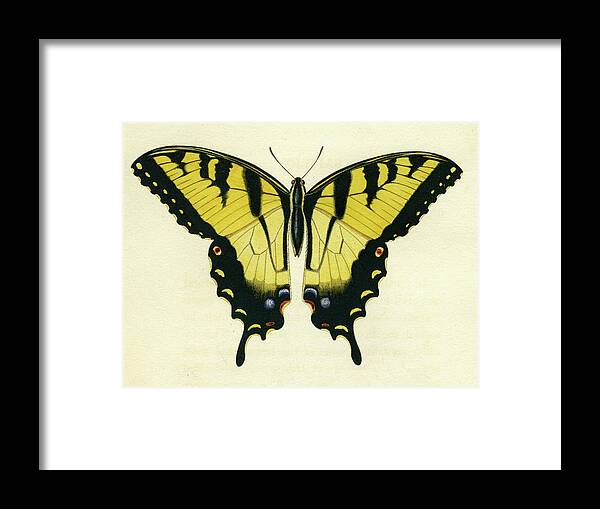 Entomology Framed Print featuring the mixed media Butterfly by Unknown