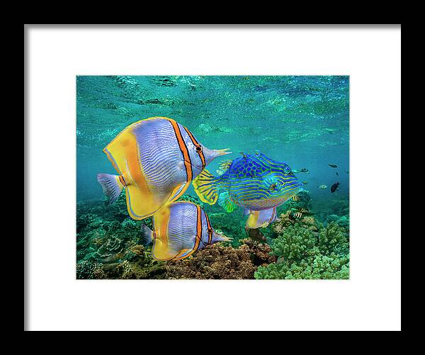 00586403 Framed Print featuring the photograph Butterflyfish And Horned Boxfish, Coral Coast, Australia by Tim Fitzharris