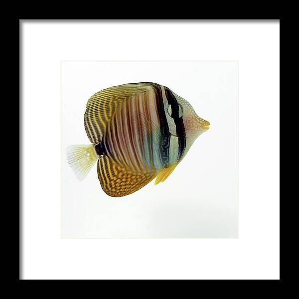 Animal Framed Print featuring the digital art Butterflyfish by Simon Murrell