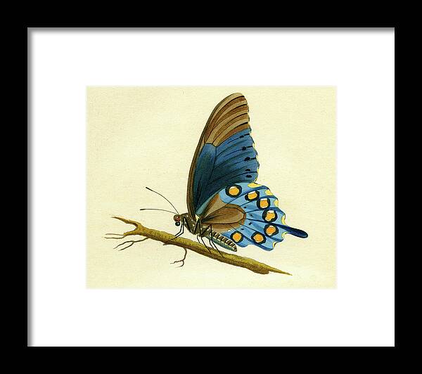 Entomology Framed Print featuring the mixed media butterfy detail - Papilio Philenor by Unknown
