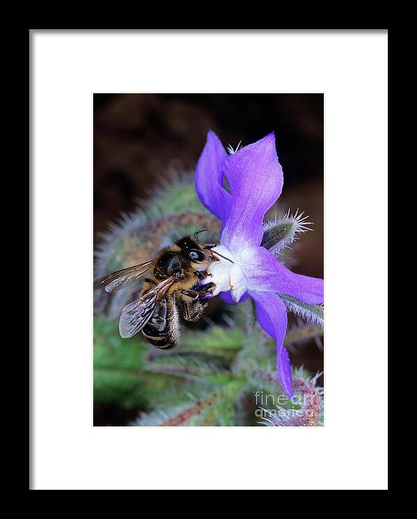 Reproductive Parts Framed Print featuring the photograph Buzz Pollination by Dr. John Brackenbury/science Photo Library