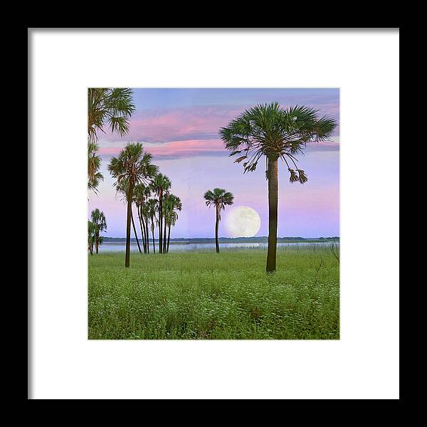 Cabbage Palm Framed Print featuring the photograph Cabbage Palm Moon by Tim Fitzharris