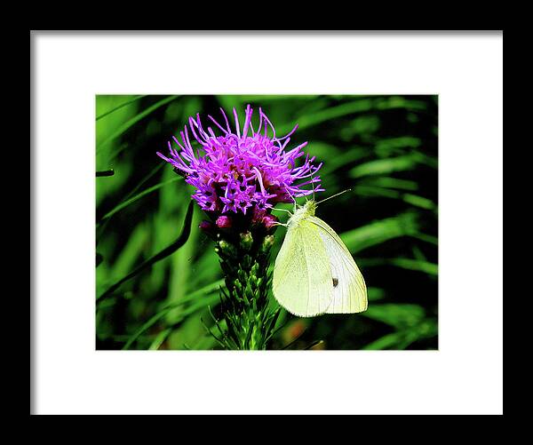 Cabbage White Butterfly Framed Print featuring the photograph Cabbage White and Purple by Linda Stern