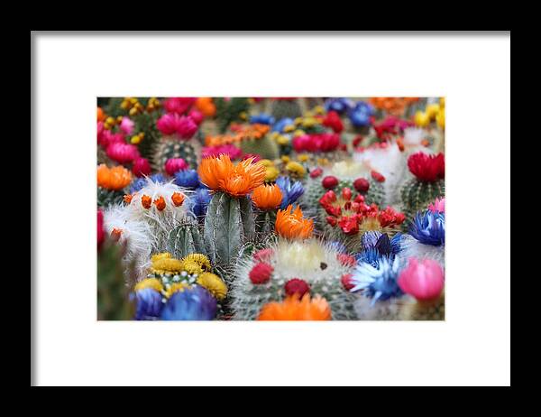 Cute Framed Print featuring the photograph Cacti flowers by Top Wallpapers