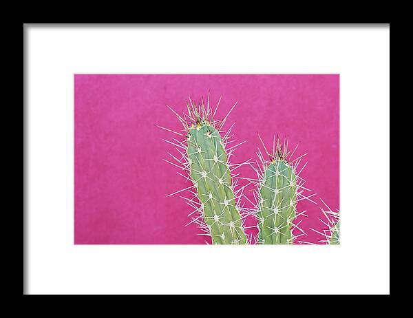 California Framed Print featuring the photograph Cactus Against A Bright Pink Wall by Tracy A. Flaming