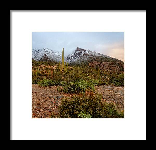 Tucson Framed Print featuring the photograph Cactus and Snowy Catalinias by Chance Kafka