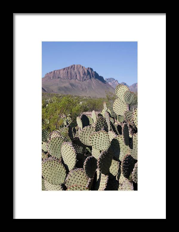 Chihuahua Desert Framed Print featuring the photograph Cactus Scene by Lisay