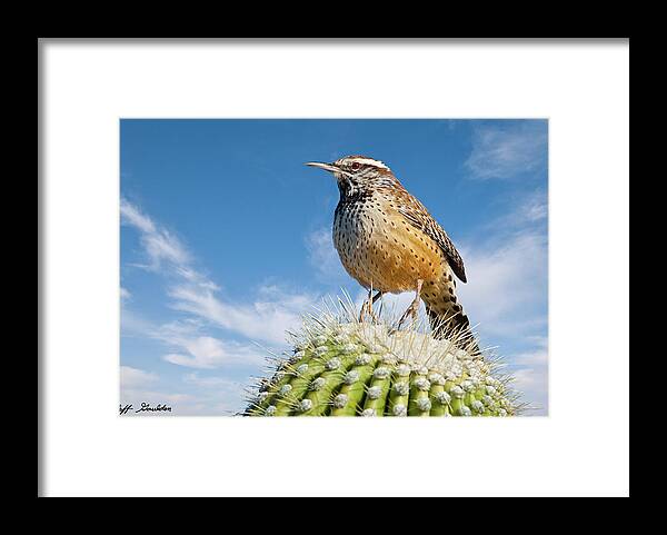 Adult Framed Print featuring the photograph Cactus Wren on a Saguaro Cactus by Jeff Goulden