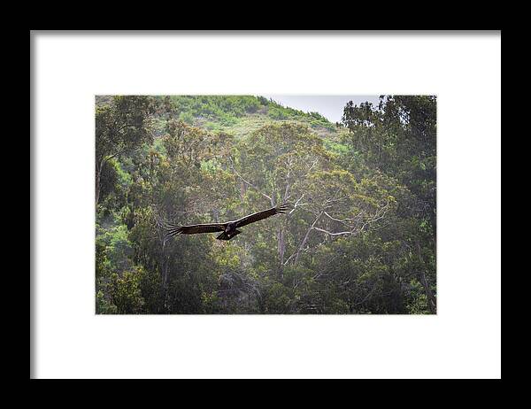Animal Framed Print featuring the photograph California Condor in Flight II Color by David Gordon