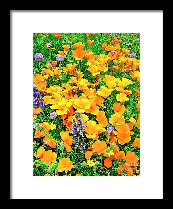 North America Framed Print featuring the photograph California Poppies and Betham Lupines Southern California by Dave Welling