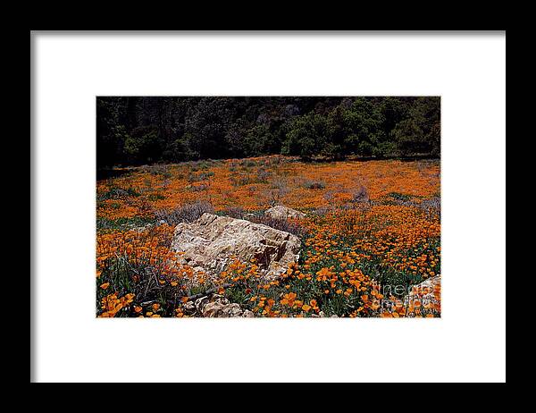 Flowers Framed Print featuring the photograph California Poppys-Signed by J L Woody Wooden