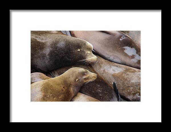 Animal Framed Print featuring the photograph California sea lions sleep in huddled piles by Steve Estvanik
