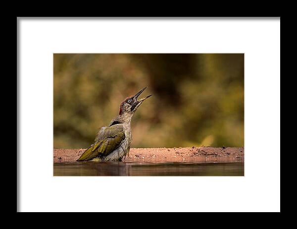 Bird
Woodpecker Framed Print featuring the photograph Call Of A Female Green Woodpecker by Gert J Ter Horst