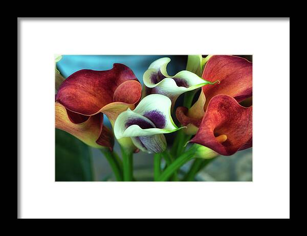 Calla Framed Print featuring the photograph Calla Lilies by Jade Moon
