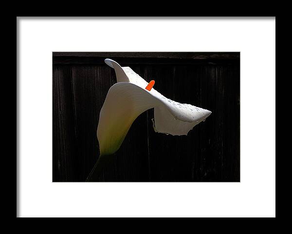 Ethereal Framed Print featuring the photograph Calla Lily 3 by Richard Thomas