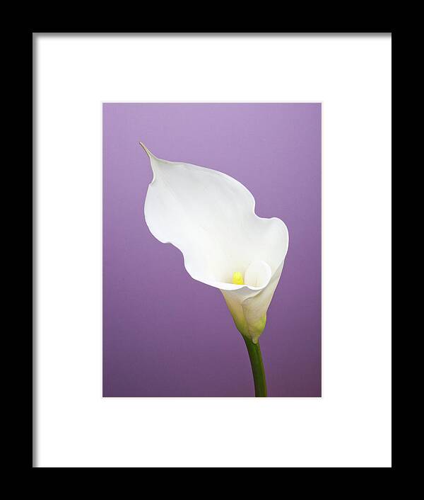 Calla Lily Framed Print featuring the photograph Calla Lily On Purple Background by William Andrew