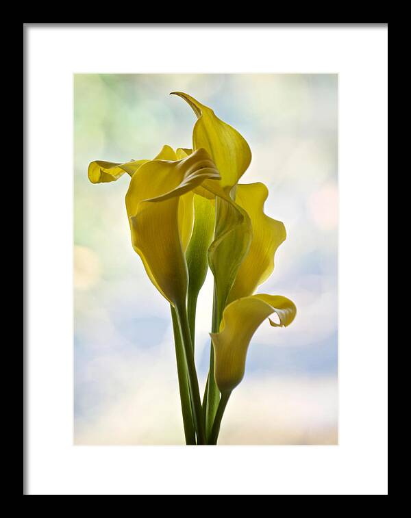 Calla Lily Framed Print featuring the photograph Calla by Richard Cummings