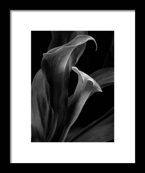 Photography Framed Print featuring the photograph Callalily by Jeffrey PERKINS