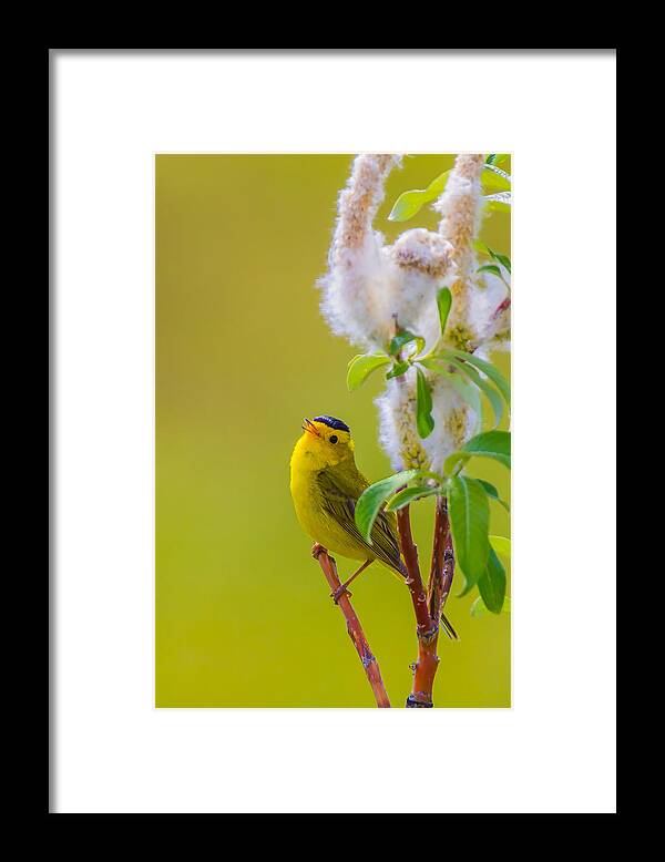 Bird Framed Print featuring the photograph Calling For Spring by Mike He