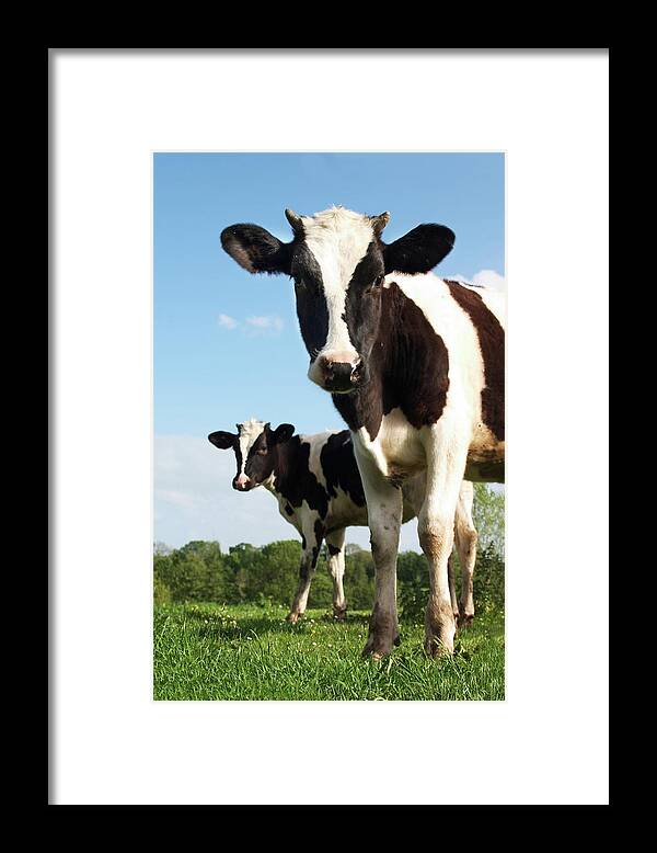 Ranch Framed Print featuring the photograph Calves by Desperado
