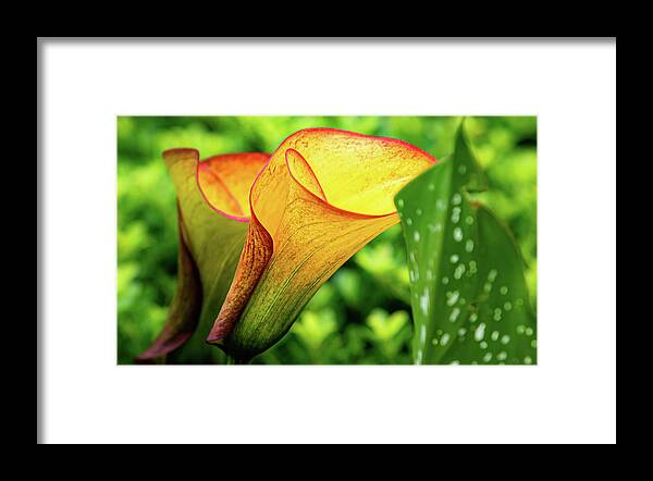 Flower Framed Print featuring the digital art Calypso Calla by Ed Stines