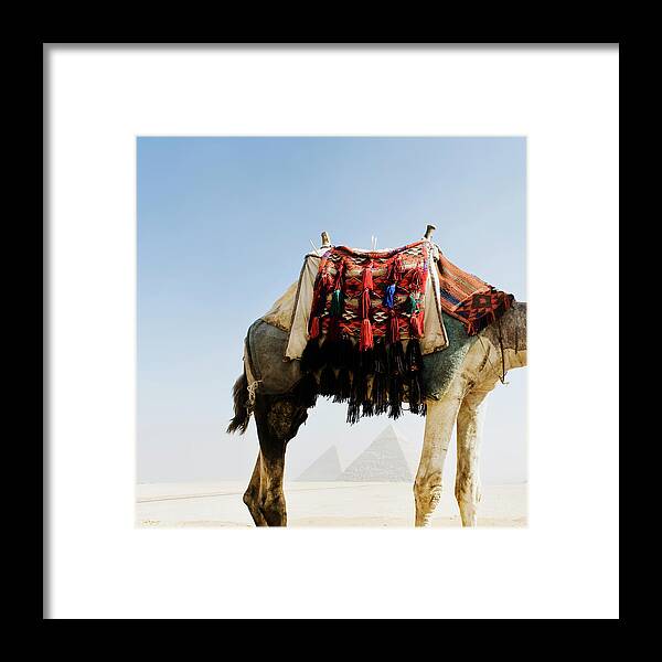 Working Animal Framed Print featuring the photograph Camel In Front Of Pyramid by Roine Magnusson