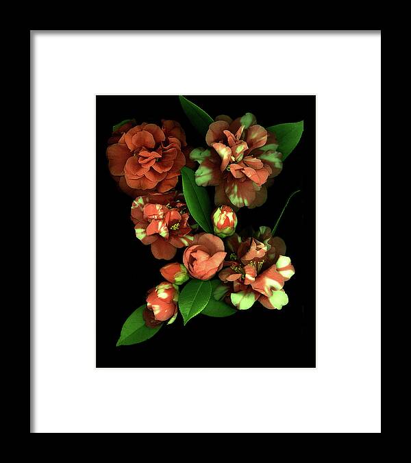 Red Camellias. Framed Print featuring the painting Camellia #3 by Susan S. Barmon