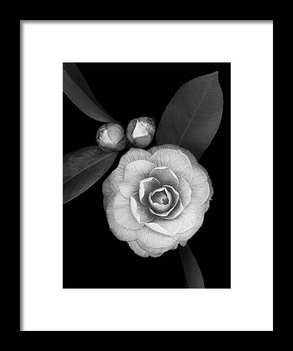Camellia With Buds Framed Print featuring the painting Camellia With Buds B-w by Susan S. Barmon