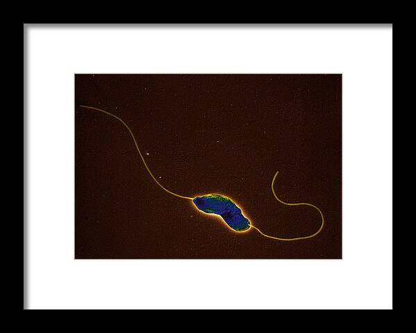 An132 Framed Print featuring the photograph Campylobacter Jejunii Bacteria by Oliver Meckes EYE OF SCIENCE