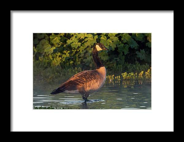 Canada Goose Framed Print featuring the photograph Canada Goose 0335-010719-1 by Tam Ryan