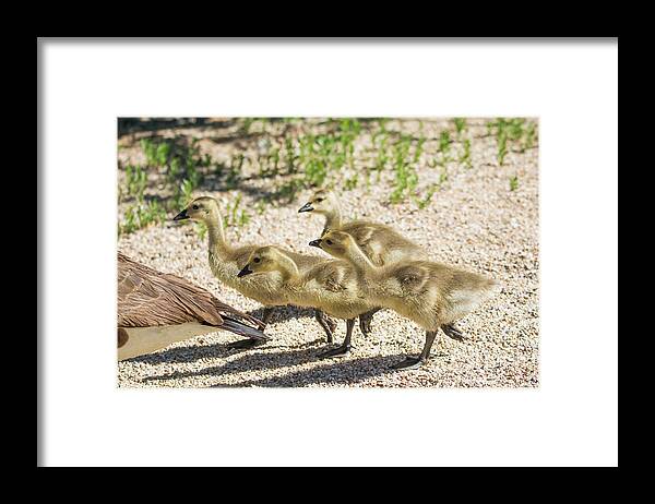 Canada Goslings Framed Print featuring the photograph Canada Goslings 7514-041819 by Tam Ryan