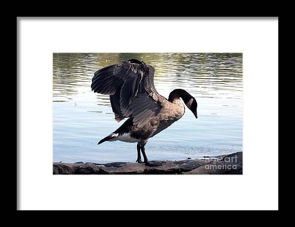 Pond Framed Print featuring the mixed media Canadian Goose by Gravityx9 Designs