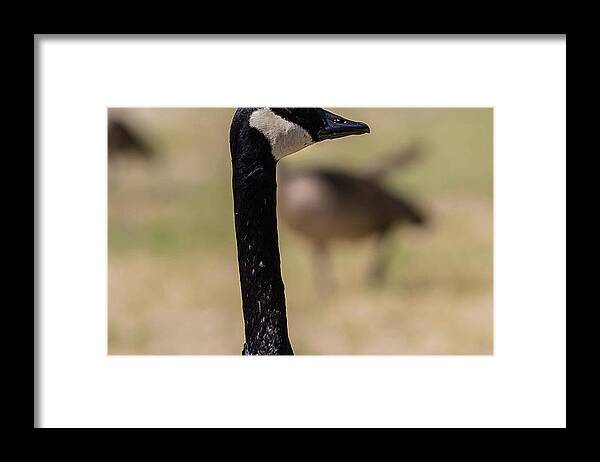 Lake Framed Print featuring the photograph Canadian goose, Mississippi River State Park by Julieta Belmont