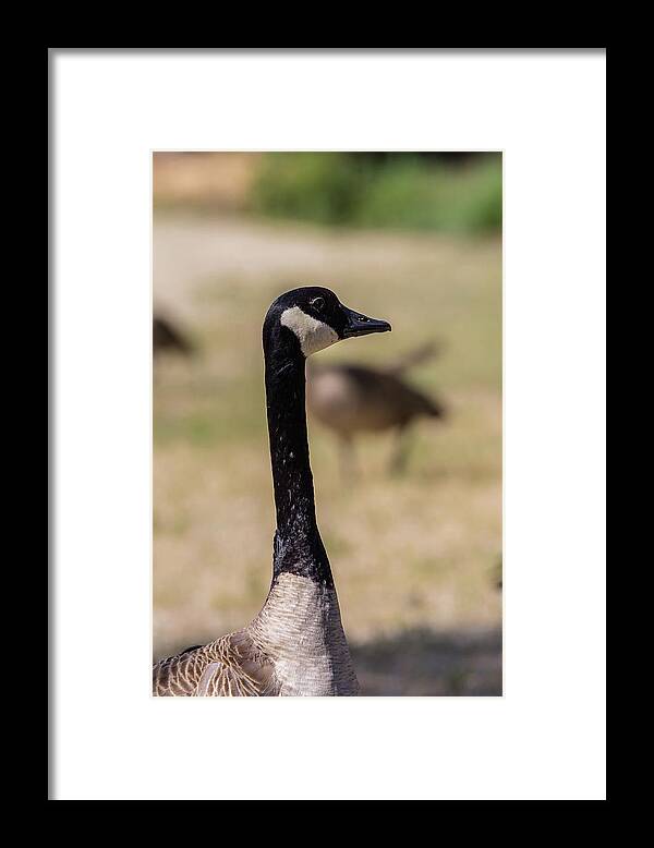 Canadian Goose Framed Print featuring the photograph Canadian Goose by Julieta Belmont